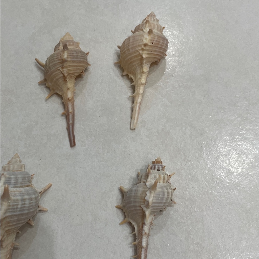11 Murex Conch Shells Crafting Collection - Picture 5 of 7